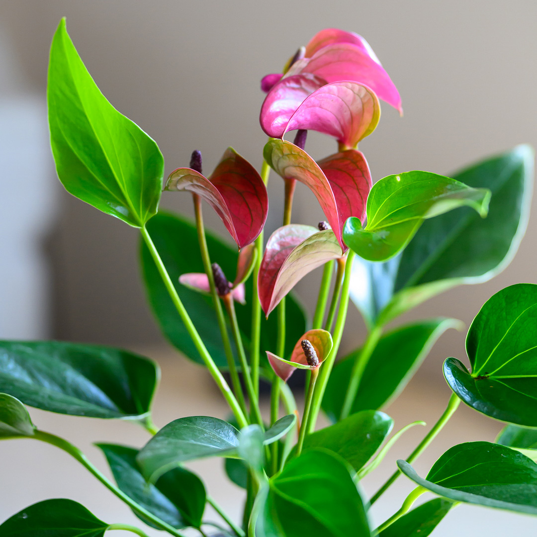 Praxis für Logopädie und Lerntherapie